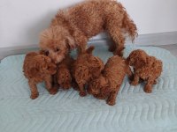 Show kalite kore toy poodle ziyarete açık