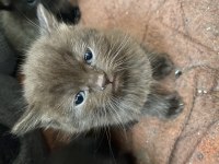 0-3 aylık british longhair