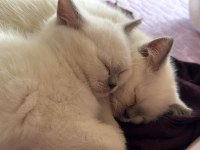 British shorthair bluepoint