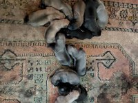 LABRADOR YAVRULARI 3 GÜNLÜK