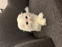 Sağlık Sorunlarım Sebebiyle Scottish Fold Sahiplendiriyorum
