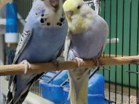 Yavru Show Jumbo Muhabbet Kuşu