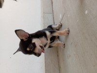 Minyatür pinscher