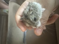 Benim iki hamsterim var taşınacağım için satıcam