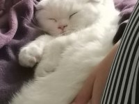 Scottish fold beyaz kedimiz