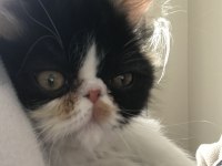 Exotic Shorthair Sevimli Kedimiz