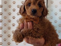 TOY POODLE BEBEKLER