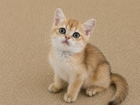 Show Kalite British Shorthair Golden Erkek Yavru Kedimiz