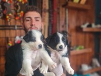 Burkemden en zeki ırkı border collie