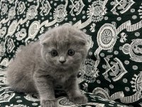 Scottish Fold British