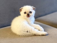 Scottish fold kedimiz