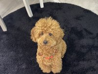 2 yaş erkek poodle dişi eş arıyorum