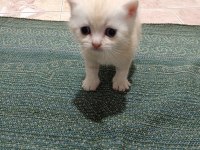Scottish fold ve scottish straigt yavrularım