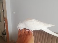 2 aylık albino sultan papağanı yavrusu