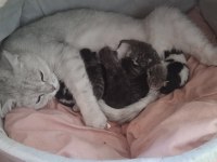 BRİTİSH KEDİLERİM ANNESİ VE YAVRULARI