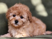 Minik F1B Maltipoo Yavrular