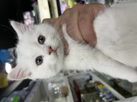 2 AYLIK BEYAZ YAVRU KEDİLER