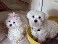 Maltese Terrier 0 numara yeni yavrular