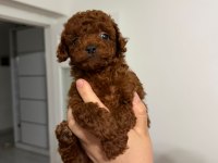 Poodle Kalitesinde Maltipoo Köpeği