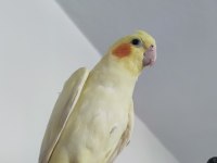Dişi Sultan Papağanı 4 Aylık