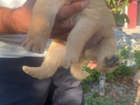 Golden retriever uygun ve güzel