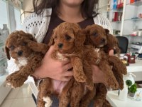 Üst Kalite 0 Boy Maltipoo Yavrularımız Teslime Hazır