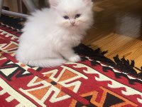 British Longhair Beyaz Yavru