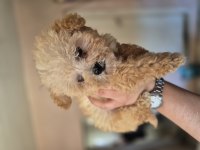 Üst düzey dişi maltipoo yavrumuz