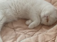 Bir buçuk yaşında erkek dokuz aylık dişi exotic shorthair