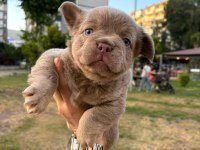 French Bulldog Yavru Köpekler