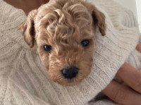 Apricot Toy Poodle