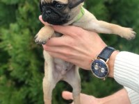 HAMBURGER SURATLI PUG / MOPS PUPPY