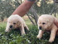Safkan Irk Garantili Labrador Retriever Yavruları