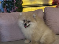 2 aylık erkek pomeranian