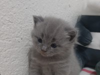 British Shorthair Yavruları