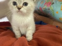 YAVRU BRİTİSH SHORTHAİR KEDİLER