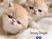 Show Face Snoppy Surat Garfield Exotic Shorthair Yavrum