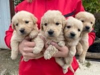 Orjinal golden retriever yavrular