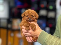 Mini Toy Poodle Yeni Yuvasına Hazır