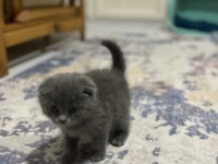 Kedim duman yeni bir sahip arıyor 3 aylık erkek daha yavru