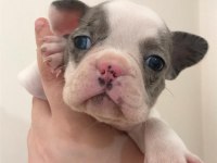 5 erkek yavru french bulldog sahiplenilmeyi bekliyor