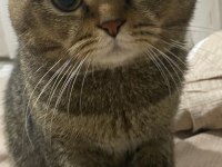 SCOTTİSH FOLD KEDİSİ SAHİPLENDİRME