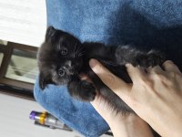 Scottish fold siyah kedimiz