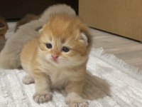 Safkan british bebeklerim Pet & Şecereli Rezerveye açık