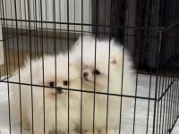 EFSANE İKİ ERKEK SOYU SOPU BELLİ ÇOK SAĞLAM POMERANİAN
