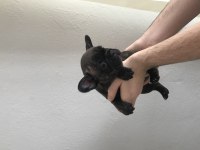 Blue gen fransız bulldog yavruları