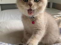 YAVRU KEDİLER