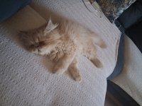 2 aylık Persian İran Kedimiz