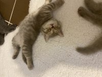 British shorthair yavru