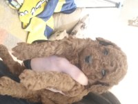 Son kız poodle bebişimiz